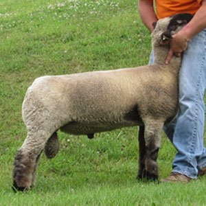 nicewonger stud ram